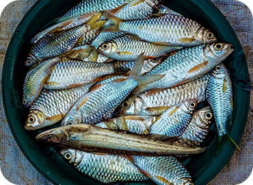 Trivandrum Fresh Curry Cut Fish